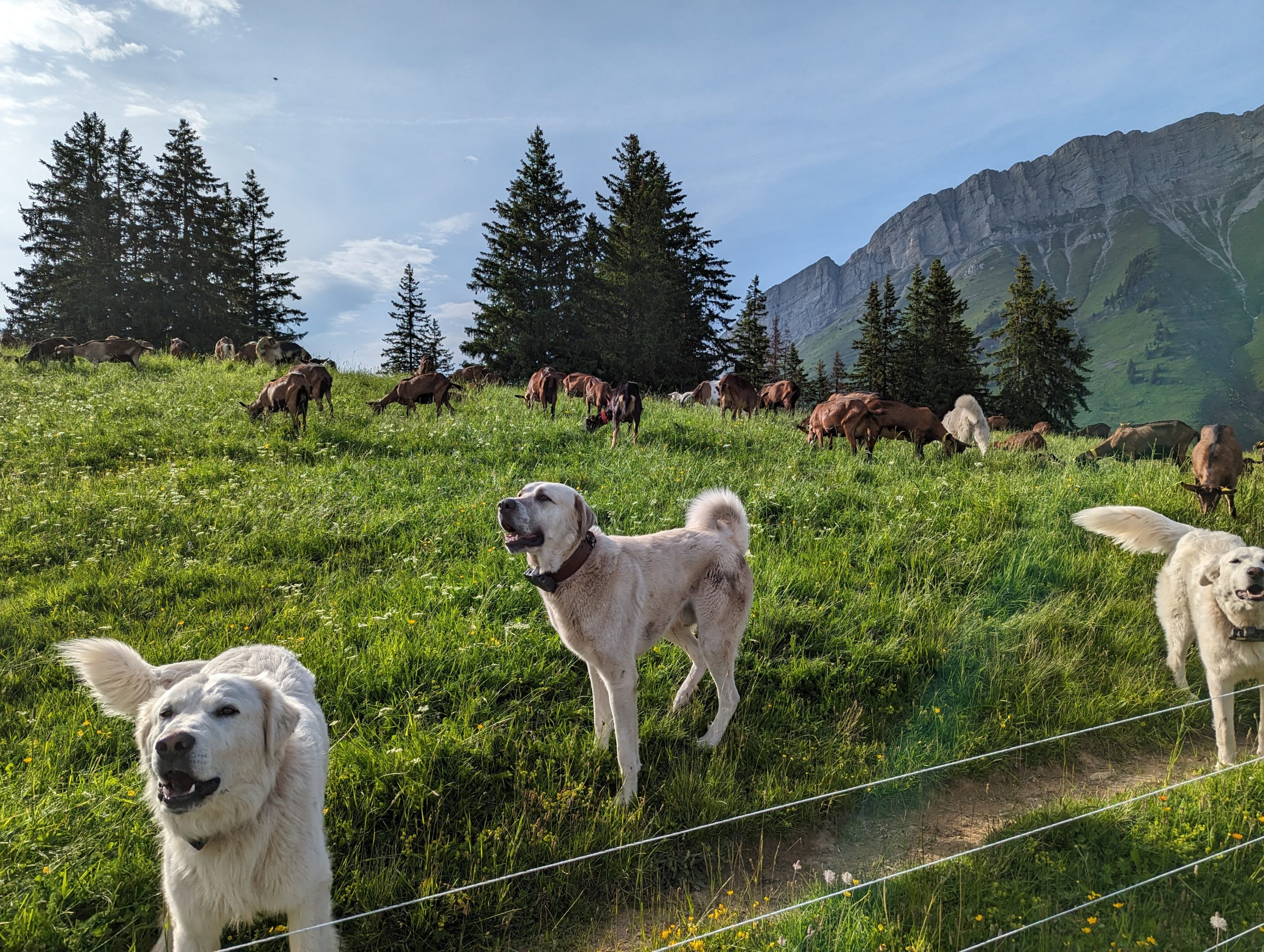 Les chiens de protection